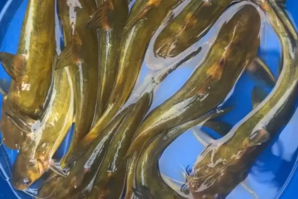 图片[5]-黄颡鱼的饲料配方以及如何投喂 ，这样喂黄颡鱼营养够吗-会东网