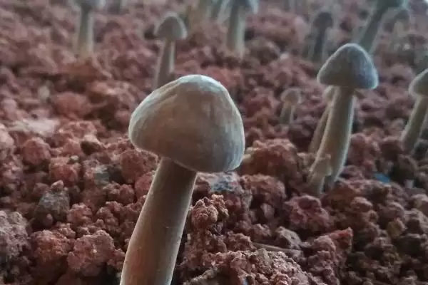 图片[4]-鸡枞菌的种植方法 ，用这方法种鸡枞菌能高产吗-会东网