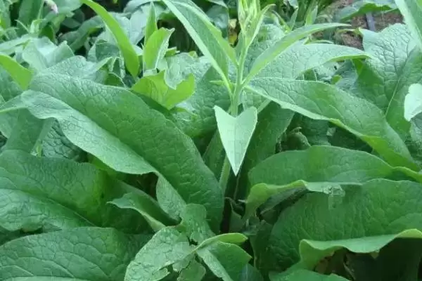 图片[3]-牧草饲料贮藏方法揭秘，搭建平台贮藏要点解读-会东网