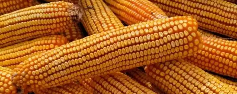 鲁单6075玉米品种登场，6月20号前播种期受关注-会东网