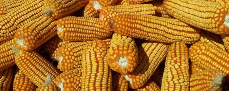 宏硕 328 玉米种子特点 ,大喇叭口期咋防玉米螟-会东网