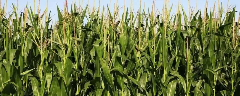 锦润 911 玉米品种的特性 ，锦润 911 玉米中抗弯孢菌叶斑病，优势在哪？-会东网