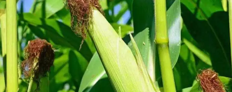 蜜香甜糯565玉米品种特性解读，发挥特性要点需关注-会东网