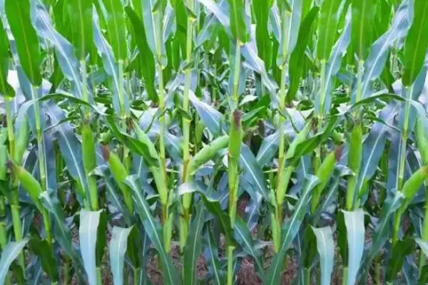 图片[4]-晋糯 20 号玉米品种简介 ，晋糯 20 号玉米 4 月下旬至 6 月中旬播种，有啥好处？-会东网