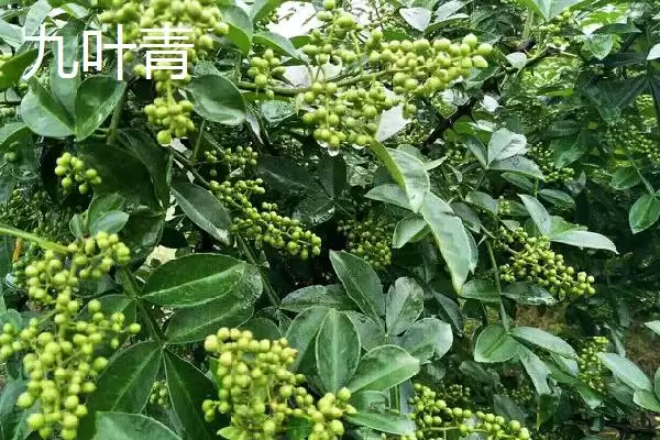 图片[7]-花椒的市场价格 ，各地区花椒售价为啥有差异-会东网