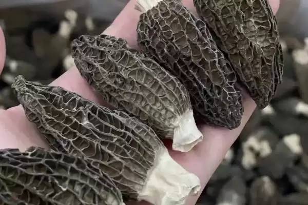 图片[7]-农村食用菌种植效益揭秘，香菇等品种成热门选择-会东网