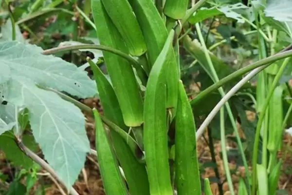 图片[8]-农村食用菌种植效益揭秘，香菇等品种成热门选择-会东网