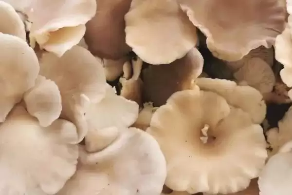 图片[4]-农村食用菌种植效益揭秘，香菇等品种成热门选择-会东网