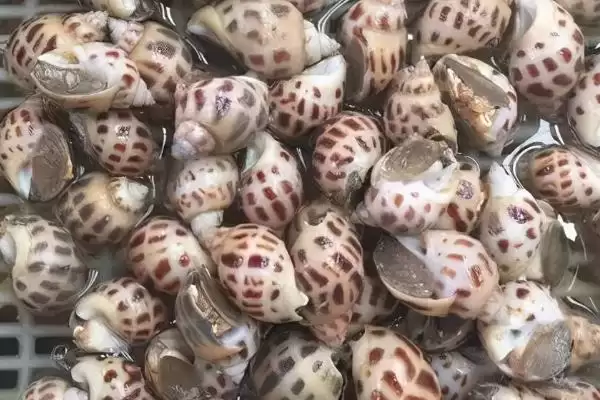 图片[2]-家养小龙虾要喂什么 ，家养小龙虾喂蚯蚓等食物合适吗？-会东网