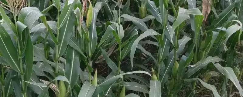 靖玉2号玉米品种特性揭秘,喷淋心叶防治要点深度解读-会东网