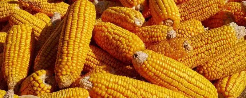 华英 37 号玉米种子简介 ，中抗弯孢菌叶斑病的它咋样-会东网