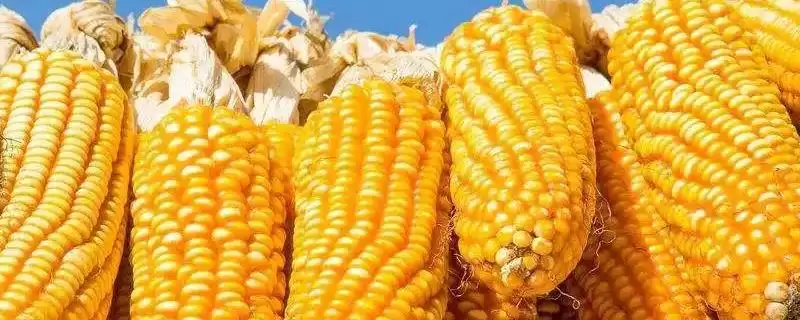颗玉819玉米种登场,中抗镰孢穗腐病特性要点公布-会东网
