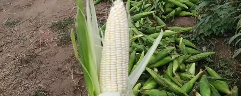 禾糯 1 号玉米种简介 ，糯玉米禾糯 1 号口感好吗-会东网