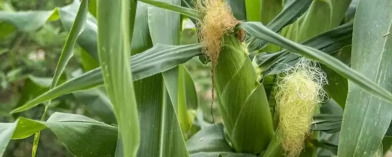 华单 216 玉米品种简介 ,中抗茎腐病的华单 216 产量高吗-会东网