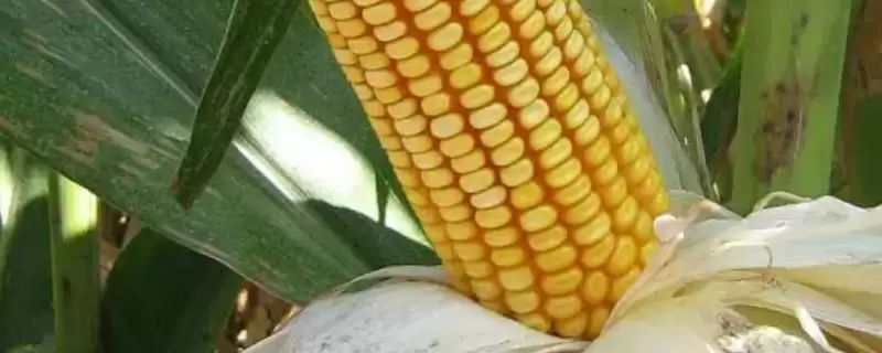吉第 816 玉米品种简介 ，中抗茎腐病的它表现如何-会东网
