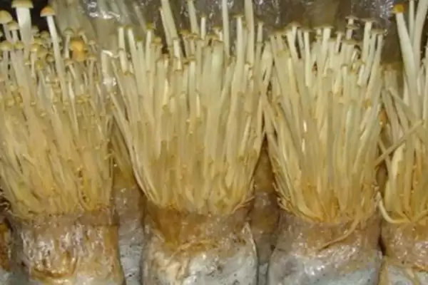 图片[2]-金针菇出菇期的水分管理技术 ，金针菇出菇期开袋搔菌有啥作用？-会东网