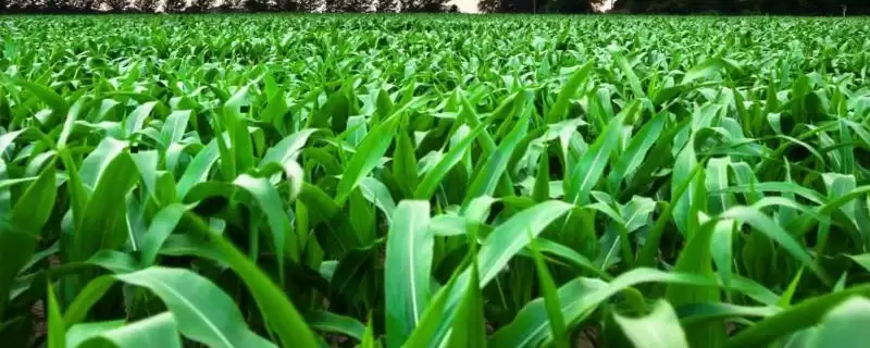 佳玉 538 玉米种子特点 ,佳玉 538 玉米为啥要精细播种?-会东网