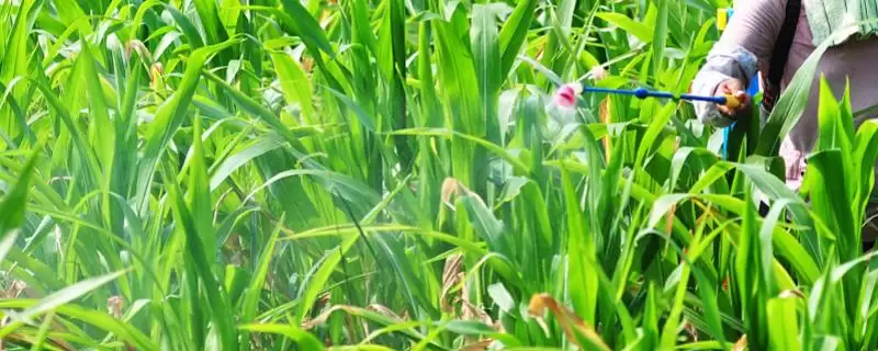 吉爆 19 玉米品种简介 ，高抗茎腐病的它有啥好处-会东网