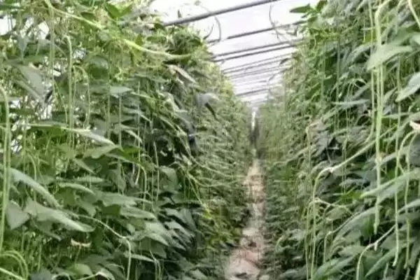 图片[4]-豇豆定植后如何管理 ，豇豆定植后浇稳苗水有啥作用？-会东网