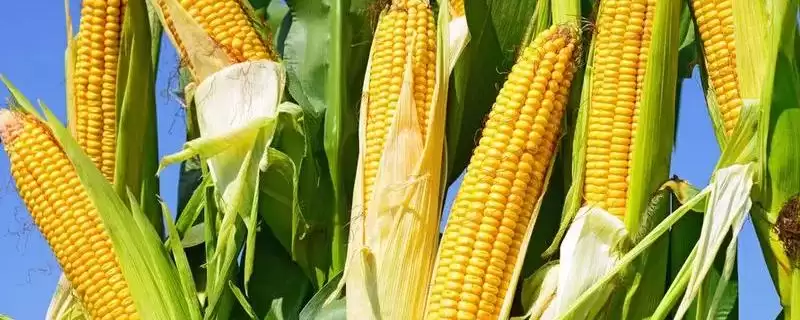 科华367玉米种子特性揭秘，防治玉米螟虫要点全面解读-会东网