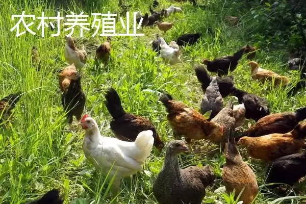 图片[2]-农村养殖业与种植业对比，养殖业风险更高引探讨-会东网