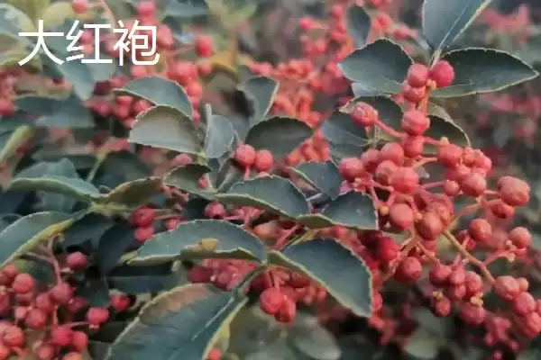 图片[6]-花椒的市场价格 ，各地区花椒售价为啥有差异-会东网