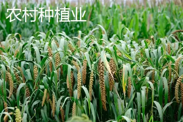 图片[3]-农村养殖业与种植业对比，养殖业风险更高引探讨-会东网