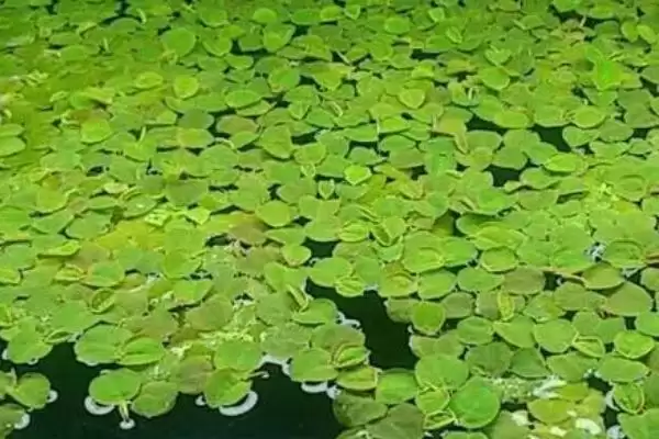图片[3]-家养小龙虾要喂什么 ，家养小龙虾喂蚯蚓等食物合适吗？-会东网