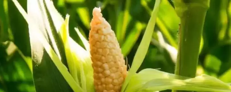 沐禾202玉米品种特性揭秘，中抗茎腐病(15.6%MR)优势-会东网