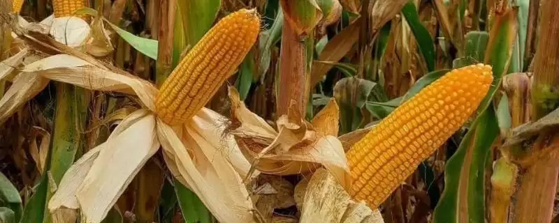 华良白甜糯 1 号玉米种子特点 ，亩种 3500 株的它有啥优势-会东网