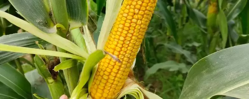 金甜糯 1 号玉米种子介绍 ，金甜糯 1 号玉米作为鲜食品种口感咋样？-会东网