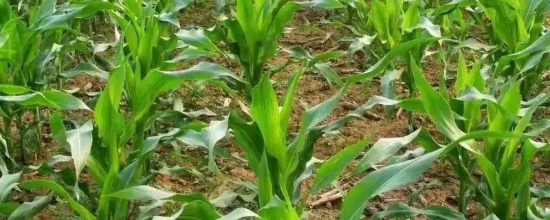 禾白 919 玉米种子特征特性 ，5 月中旬前夏播为啥合适-会东网