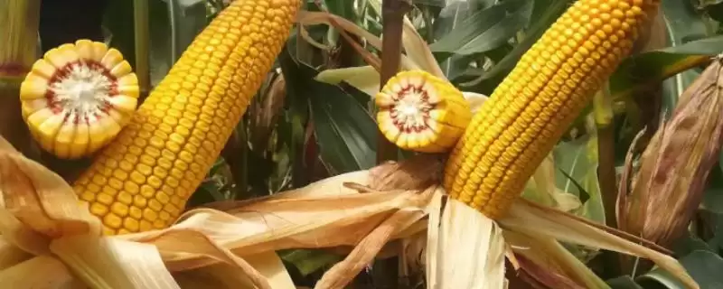 莱科868玉米品种特性揭秘,适宜密度每亩4500株左右数据公布-会东网