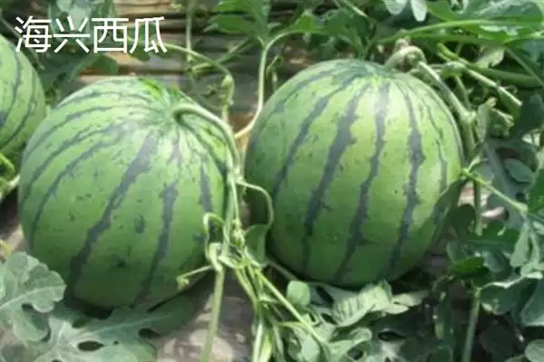 图片[6]-河北海兴县的特产 ，鱼子鱼粉等特产有啥特色-会东网