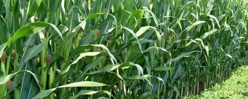 金科 902 玉米种子介绍 ,金科 902 玉米为啥 4 月下旬 - 5 月上旬播种?-会东网