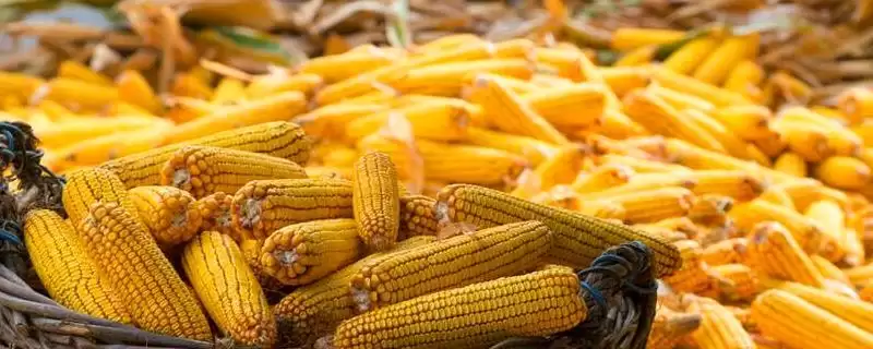 黑农玉 19 玉米种子特征特性 ，种植密度为啥不宜过大-会东网