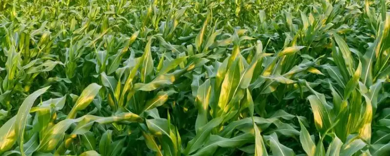 美玉3号玉米品种登场，2公斤左右每亩用种量成焦点-会东网