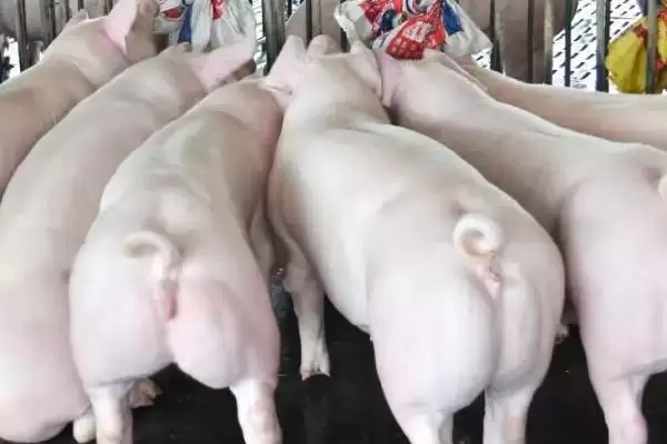 图片[4]-后备母猪配种口诀 ，母猪发呆配种受胎是真的吗-会东网
