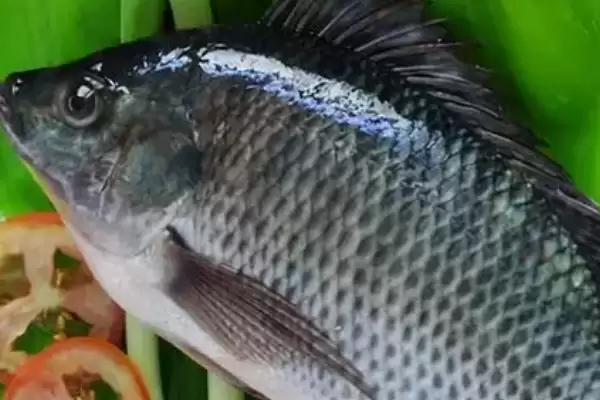 图片[2]-罗非鱼食物揭秘，浮游动植物饲料为主要点-会东网