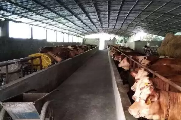 图片[4]-酒糟喂羊好处揭秘，增进食欲等功效要点解读-会东网