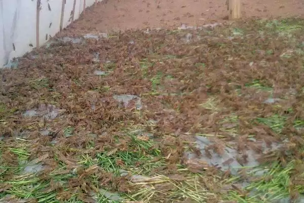 图片[2]-蚂蚱食物揭秘，以植物叶片为食特性受关注-会东网