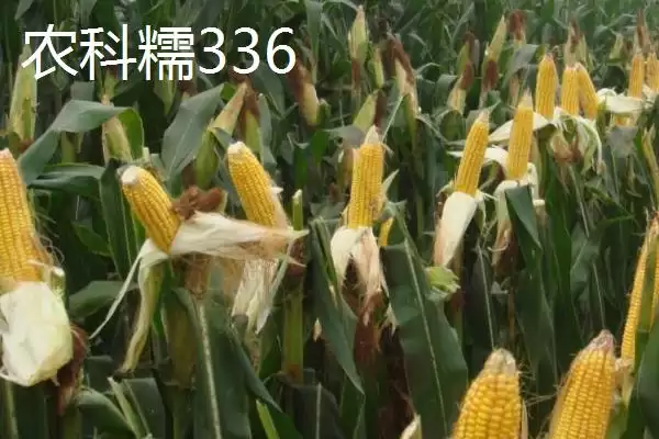 图片[5]-甜糯玉米怎么种植？初春双膜覆盖播种栽培法-会东网