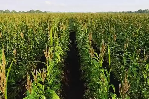 图片[4]-隆特177玉米种子特性揭秘，关键特征要点全面解读-会东网