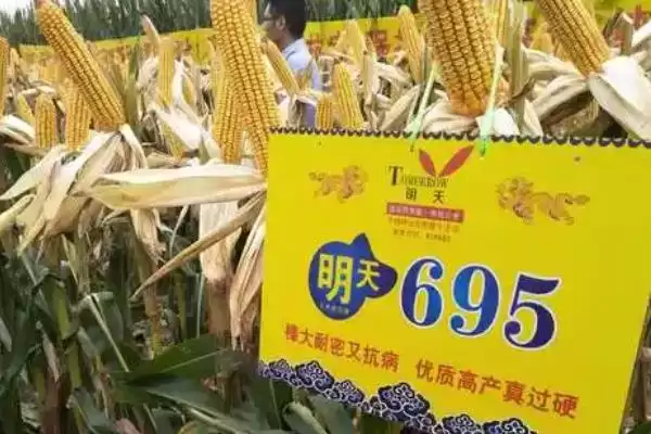 图片[2]-明天695特征特性揭秘，109天左右生育期成焦点-会东网