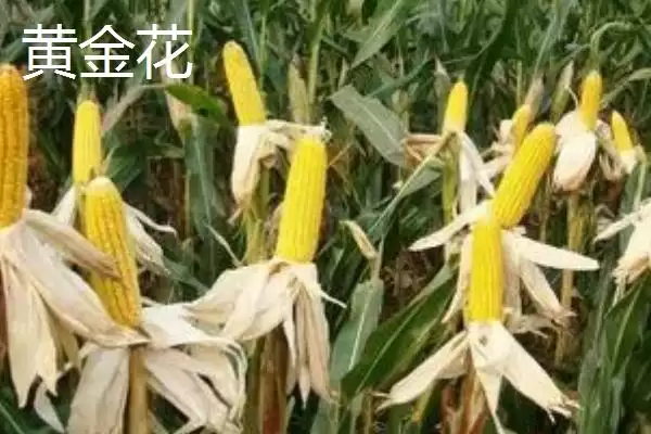 图片[4]-生产爆米花玉米品种揭秘，爆裂玉米成主角受关注-会东网