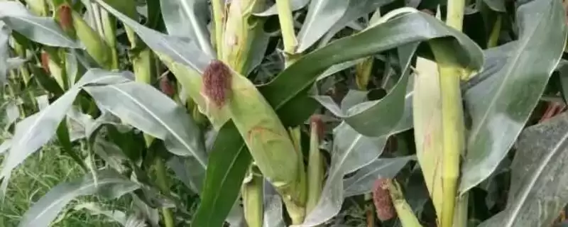 美系玉米品种介绍,4种常见品种特性全解析-会东网
