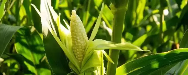 农丞100玉米种登场,中抗南方锈病优势受瞩目-会东网
