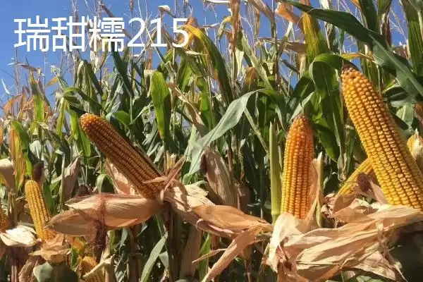 图片[7]-甜糯玉米怎么种植？初春双膜覆盖播种栽培法-会东网