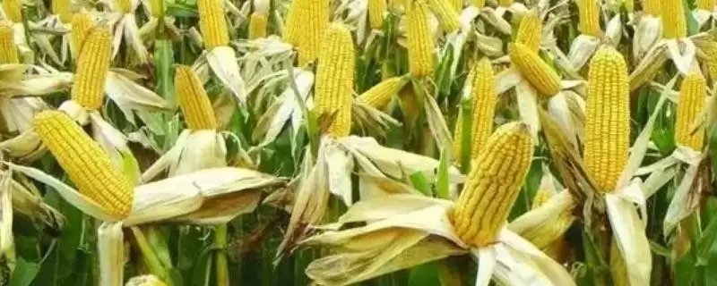 梅亚1602玉米品种特性揭秘，防丝黑穗和大斑病要点-会东网