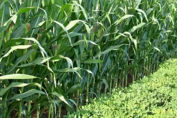 图片[4]-路单30号玉米品种特性揭秘，两年区试125天生育期-会东网